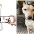 Best Pet Cameras 2025: Choosing Ideal One For Furry Friends!
